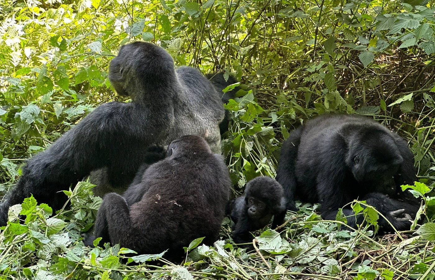 Mountain gorilla family group resting in undergrowth
