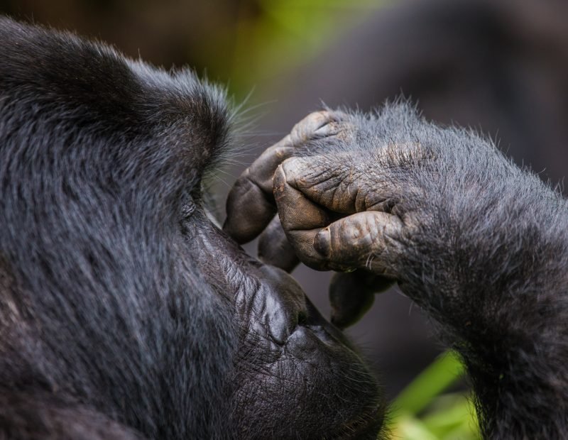 Mountain gorilla resting its hand against its face