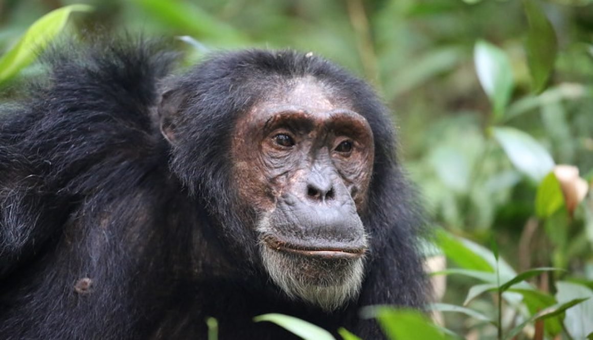 Adult chimpanzee portrait in green forest