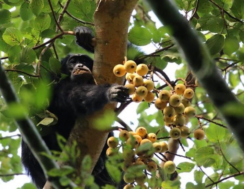 Chimpanzee feeding on figs high in a tree