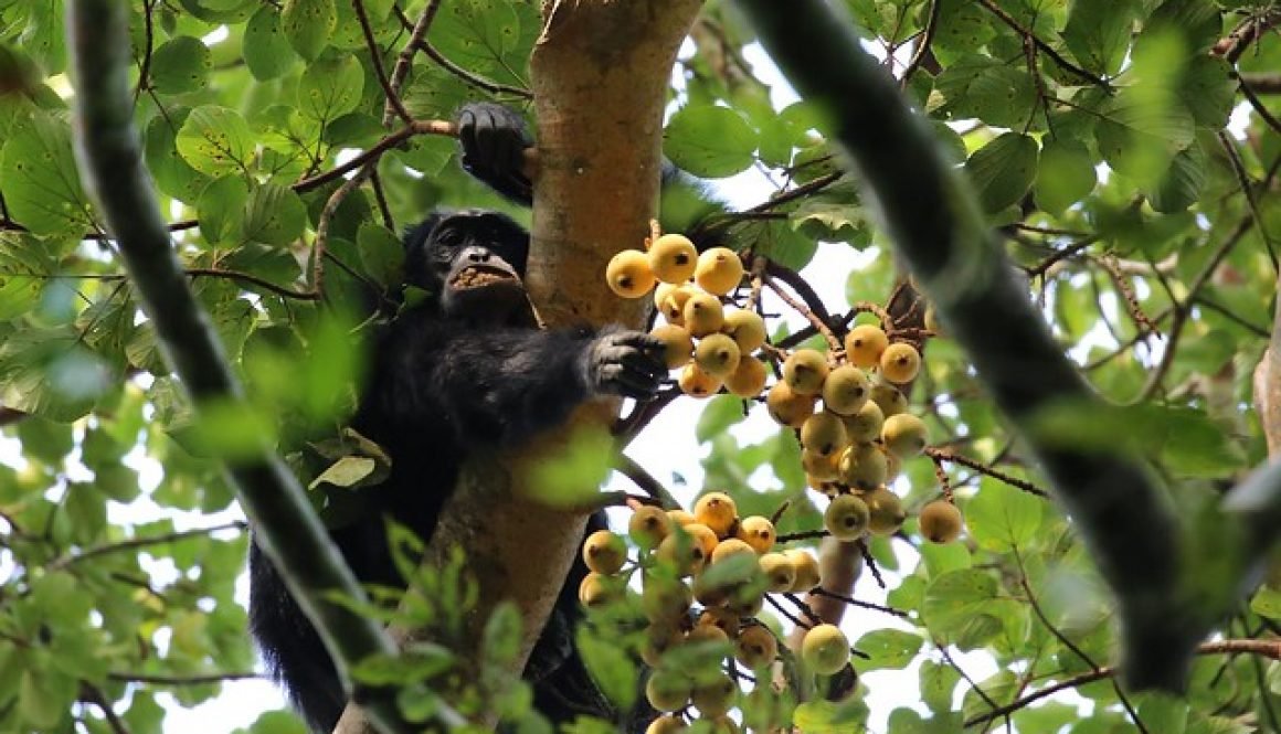 Chimpanzee feeding on figs high in a tree