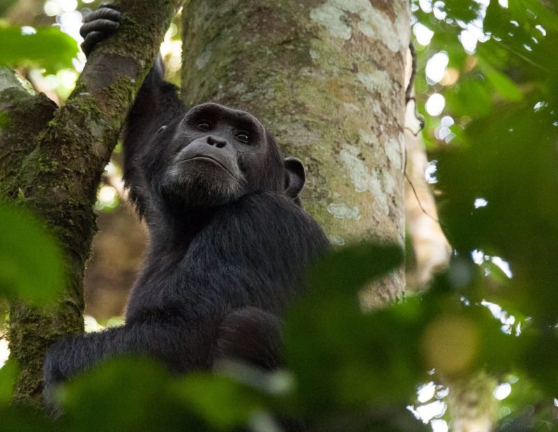 Chimpanzee in a tree looking up through the canopy