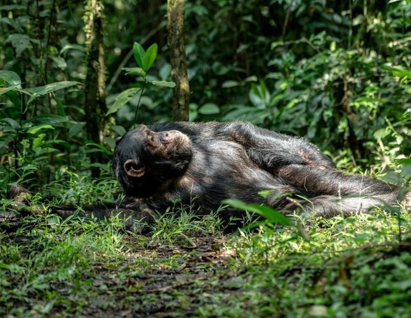Chimpanzee lying on its back on the forest floor