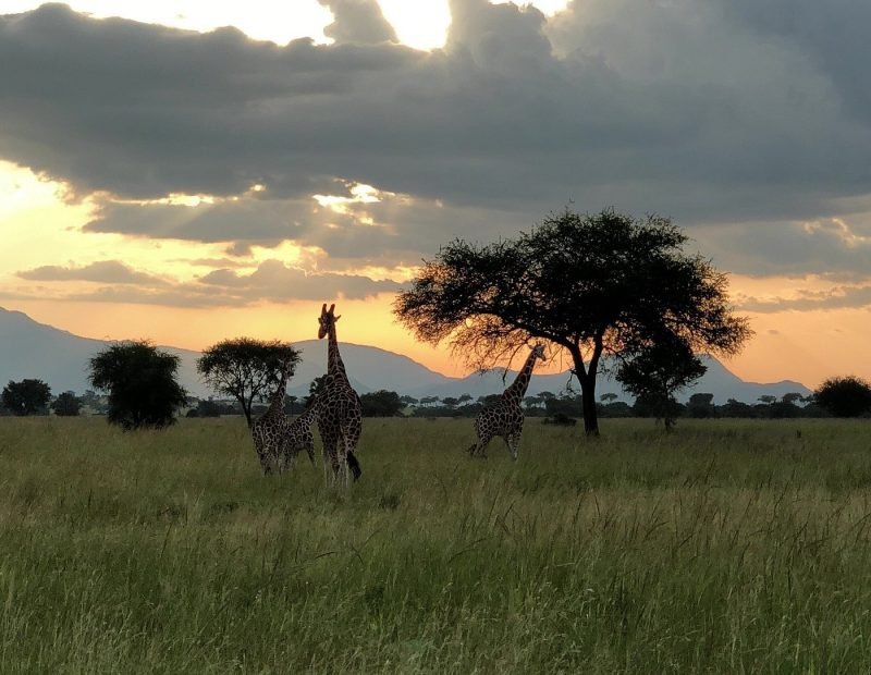 Valley giraffes in tall grass under a stormy sunset
