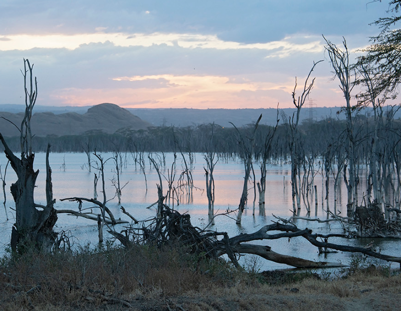Nakuru drowned acacia forest at dusk