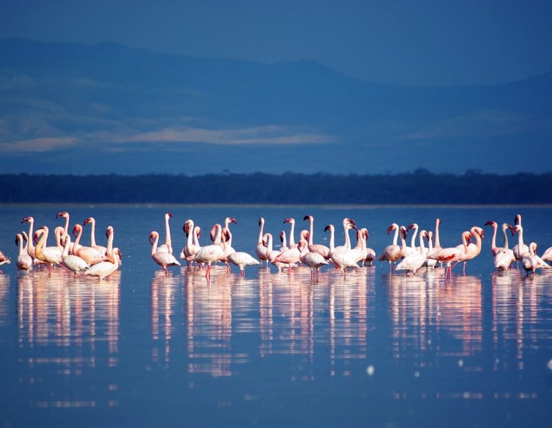 Nakuru flamingo flock reflected on the blue lake
