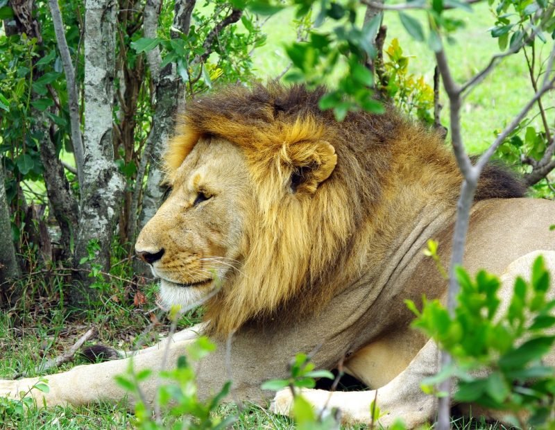 Nakuru male lion resting in green bush