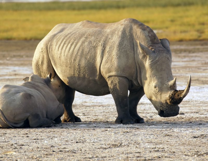 Nakuru two white rhinos on the alkaline lake flats