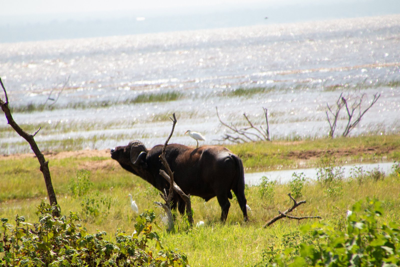 Buffalo with cattle egret on the lakeshore