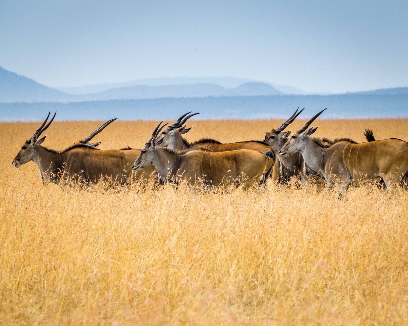 Mara eland herd in golden grass below blue hills