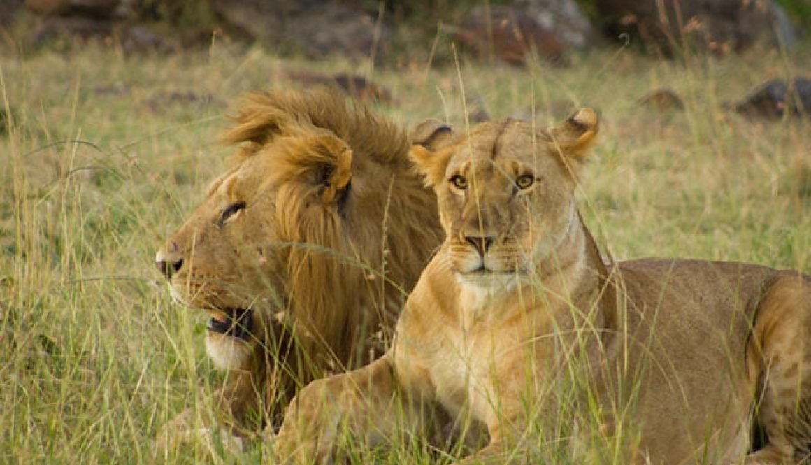 Mara lion and lioness resting in long grass