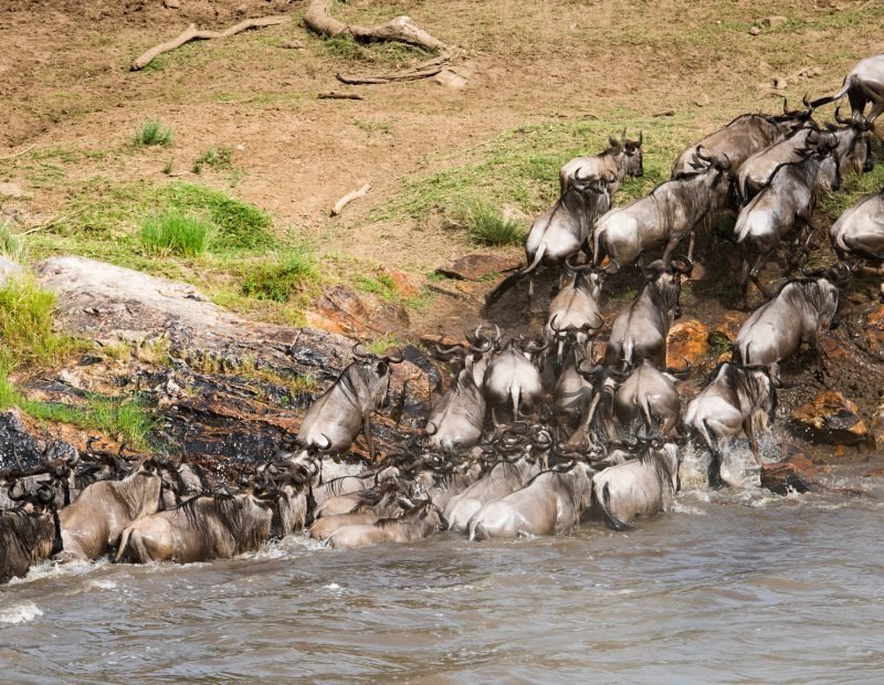 Mara wildebeest herd crossing the mara river