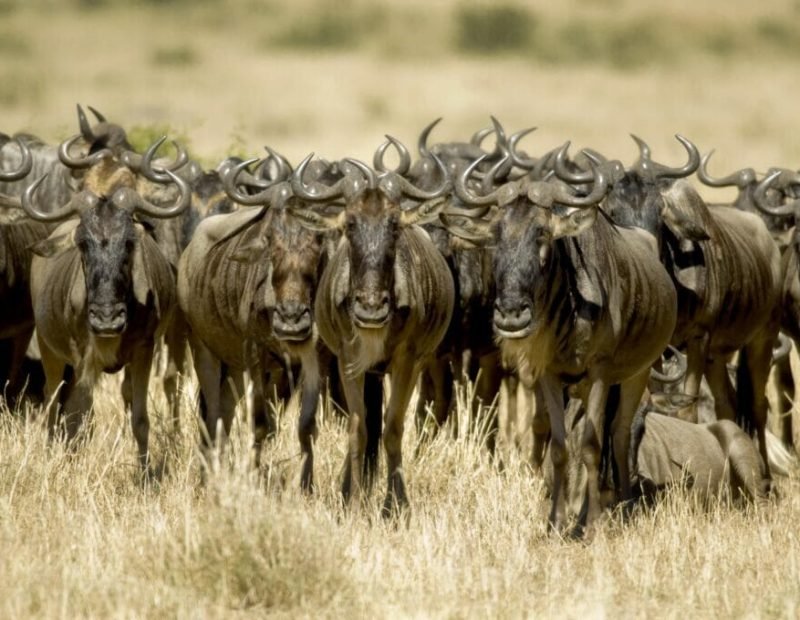 Mara wildebeest herd facing camera in tall golden grass
