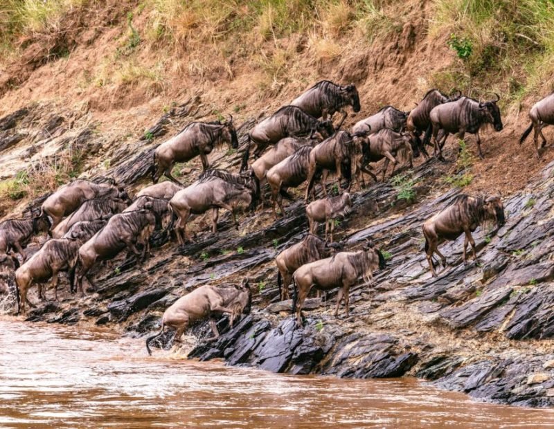 Mara wildebeest scrambling up a rocky river bank