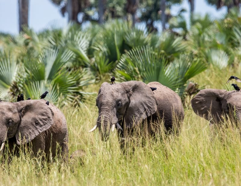 Falls elephant herd among borassus palms