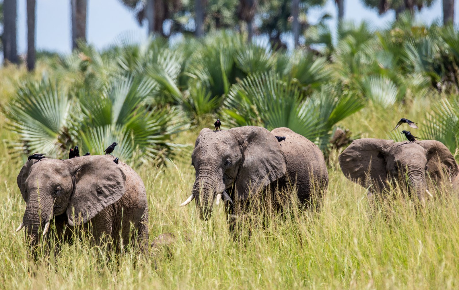 Falls elephant herd among borassus palms