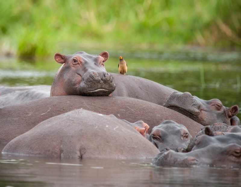 Falls hippo pod with oxpeckers in the nile