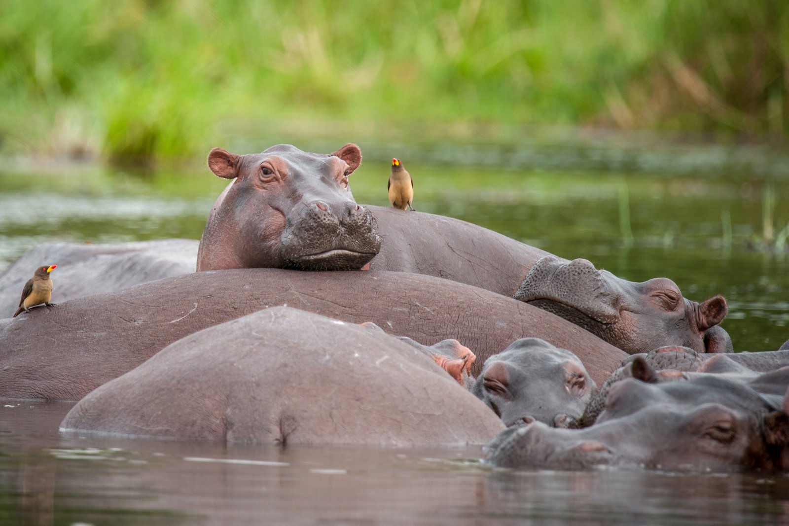 Falls hippo pod with oxpeckers in the nile