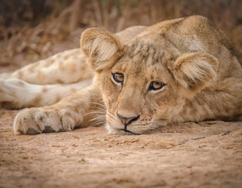 Falls lion cub resting on bare ground