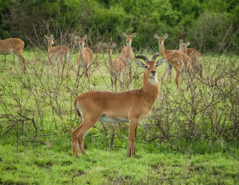 Falls uganda kob herd in green grassland