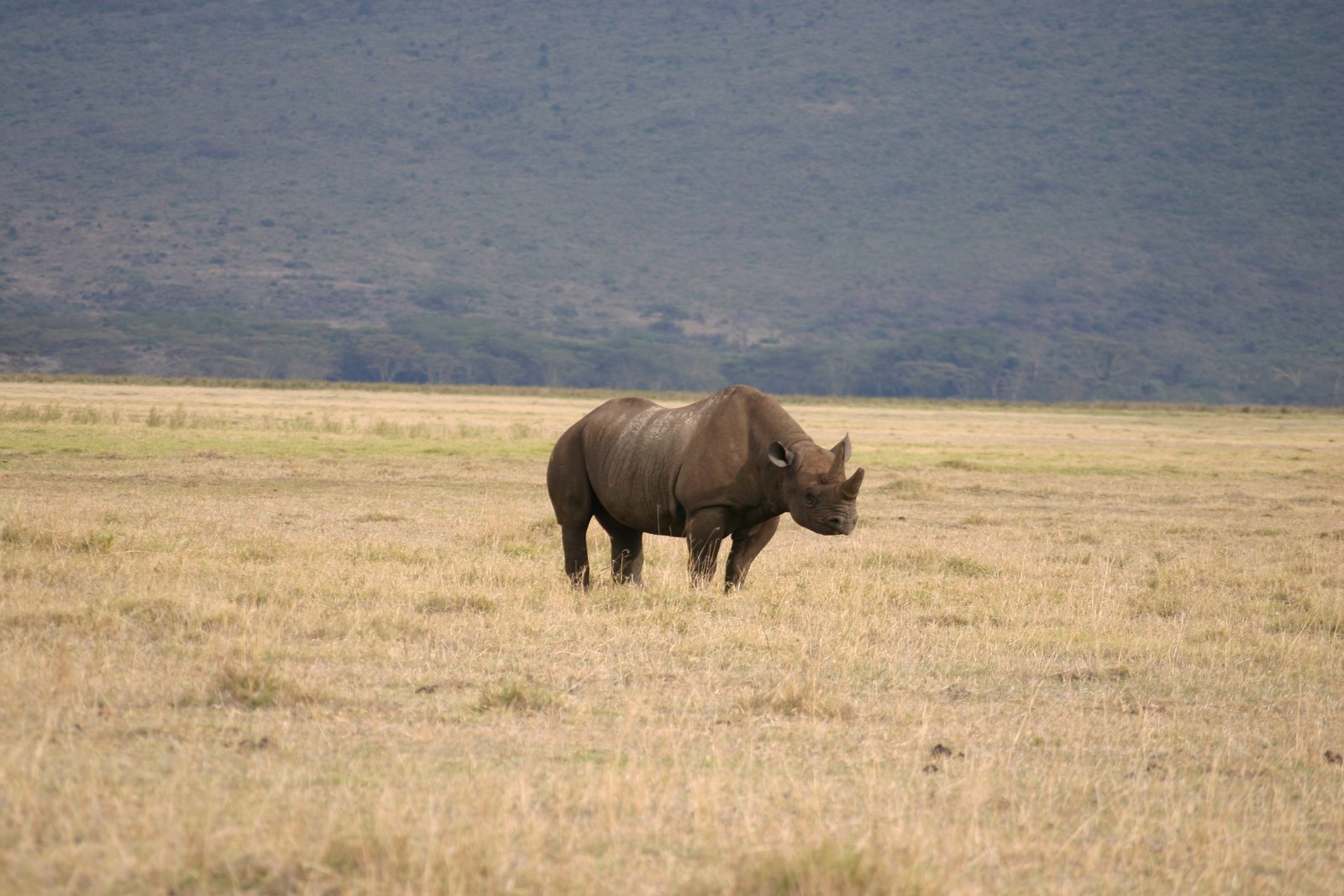Black rhino grazing on the crater floor