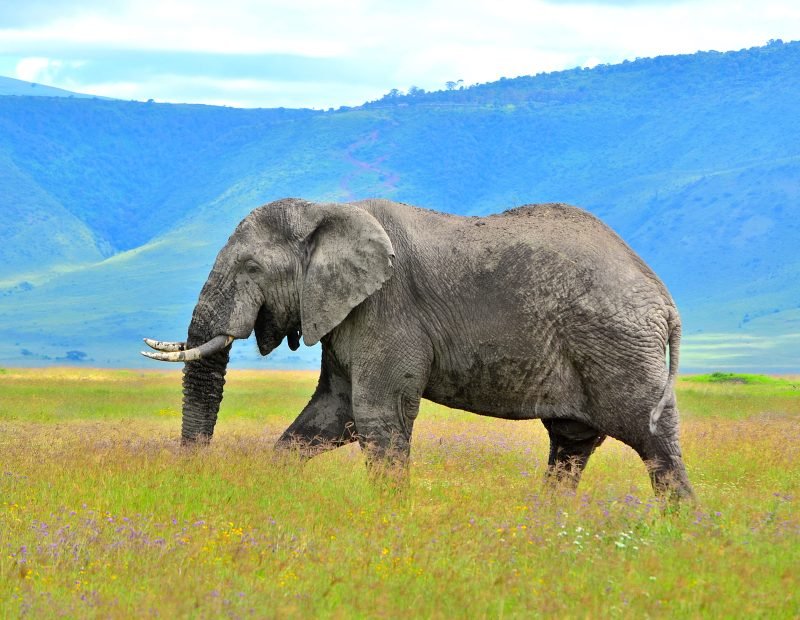 Bull elephant with long tusks below the crater wall