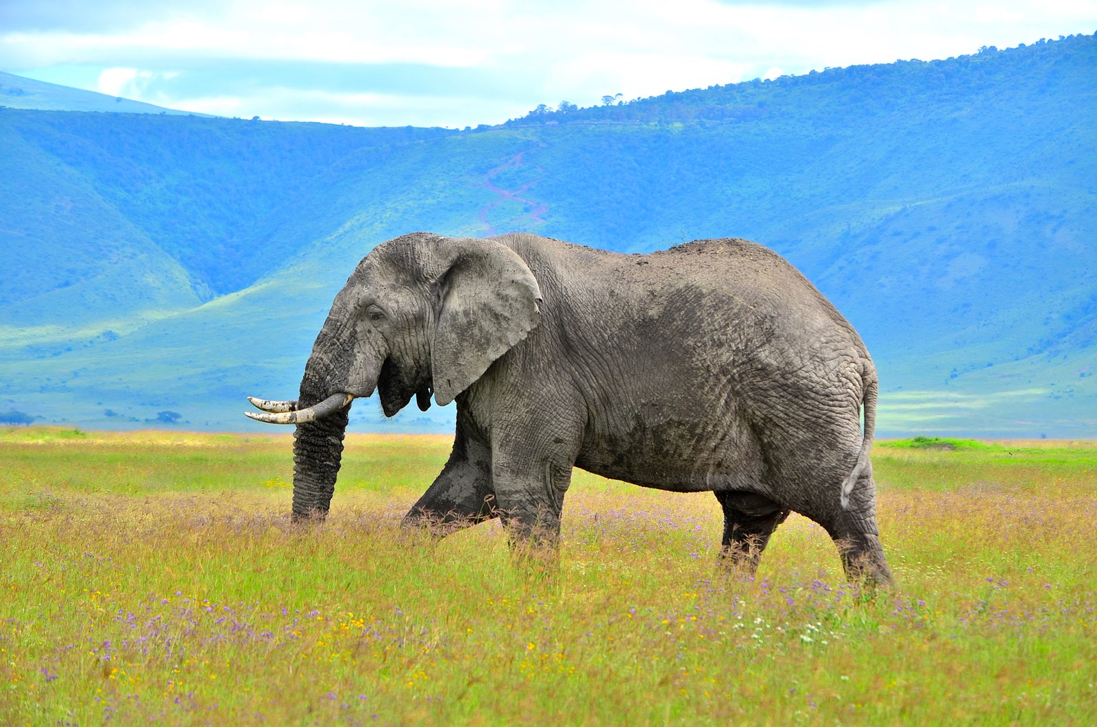 Bull elephant with long tusks below the crater wall