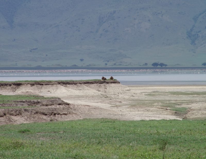 Lions above a flamingo lined soda lake