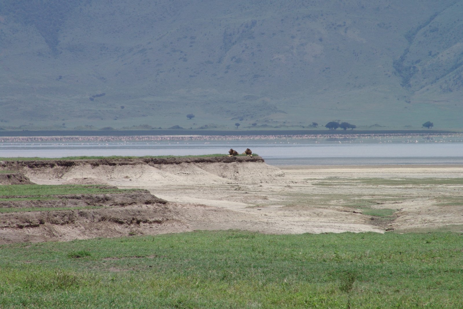 Lions above a flamingo lined soda lake