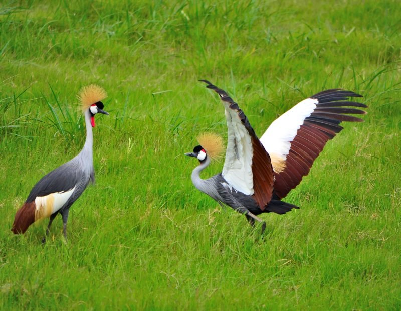 Pair of grey crowned cranes displaying in green grass