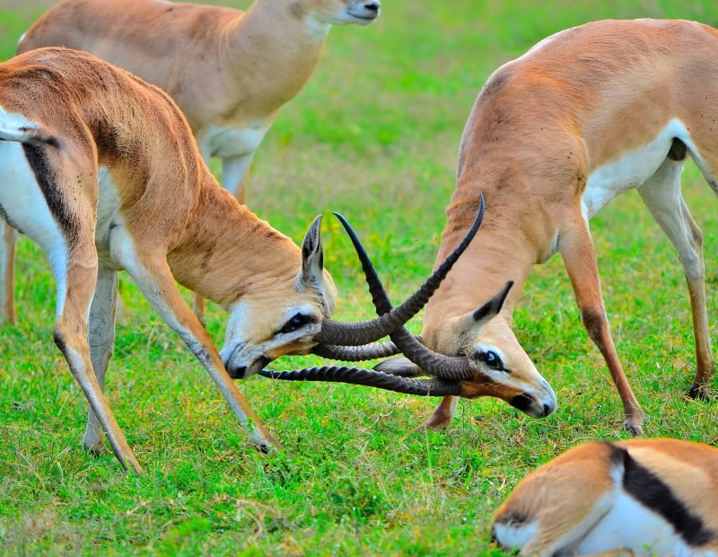 Two grant gazelles locking horns on the crater floor