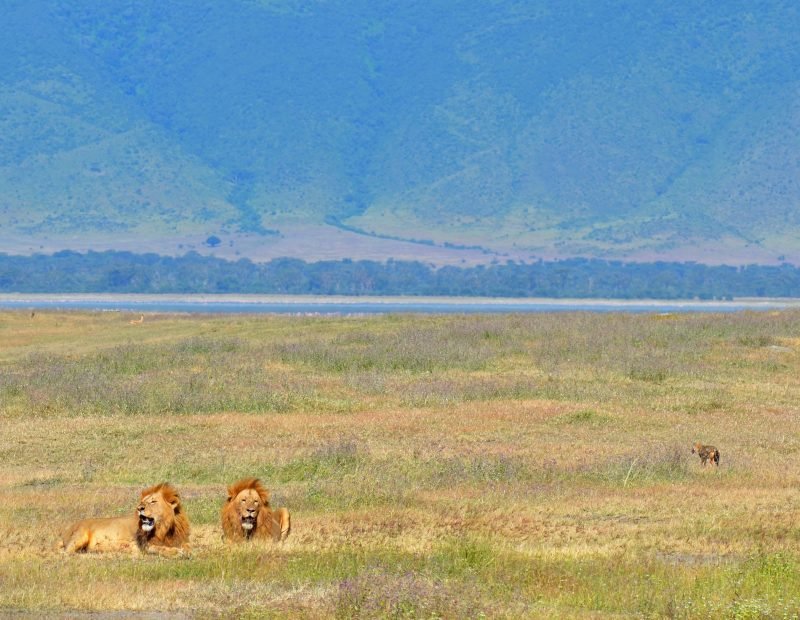 Two male lions on the crater floor below the rim wall