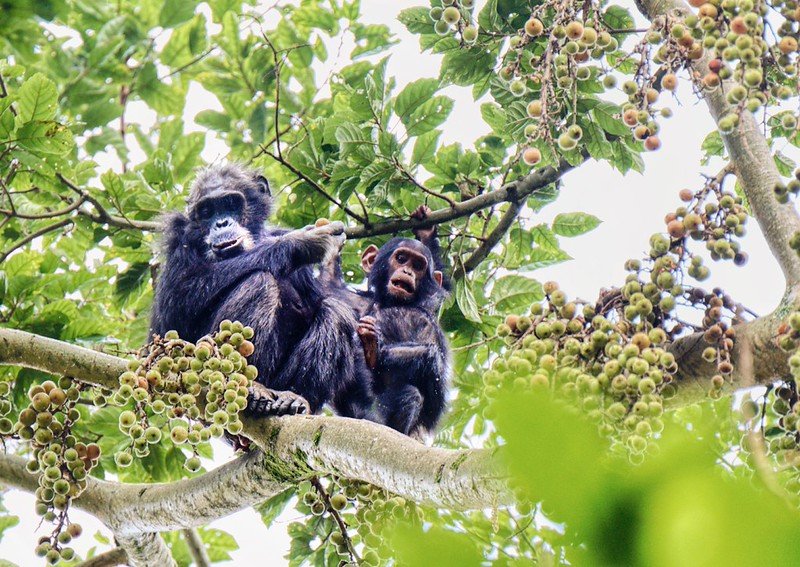 Adult chimpanzee and juvenile on fig branch in Nyungwe, Rwanda