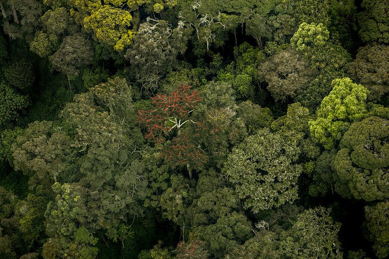 Aerial canopy with red flowering tree in Nyungwe, Rwanda
