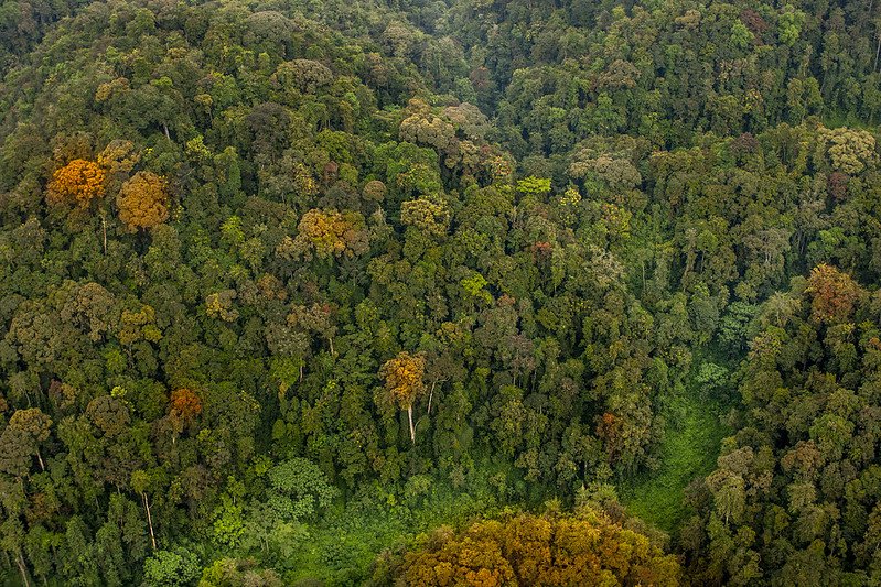 Aerial forest slope with scattered orange crowns in Nyungwe, Rwanda