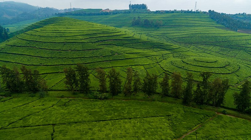 Aerial of contoured tea plantation in Nyungwe, Rwanda