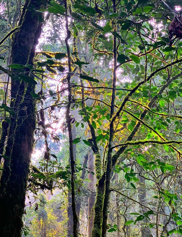 Backlit mossy trunks in montane forest in Nyungwe, Rwanda