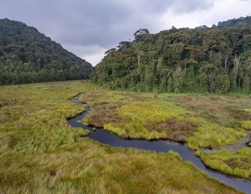 Black river winding through marsh below rainforest