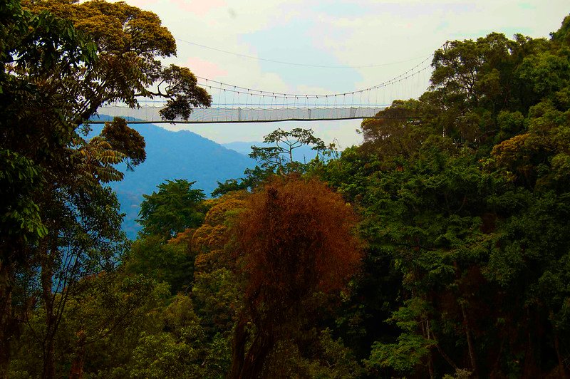 Canopy walkway seen from forest treetops in Nyungwe, Rwanda