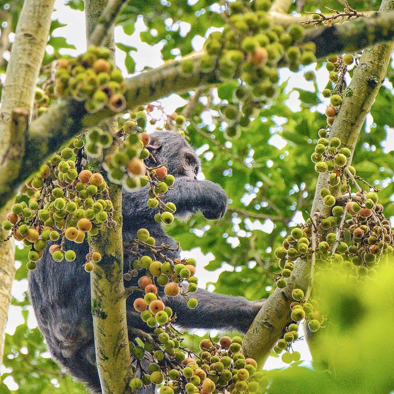 Chimpanzee climbing through heavy fig crop in Nyungwe, Rwanda