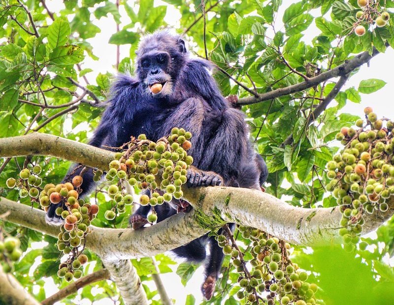 Chimpanzee eating a fig in the canopy in Nyungwe, Rwanda