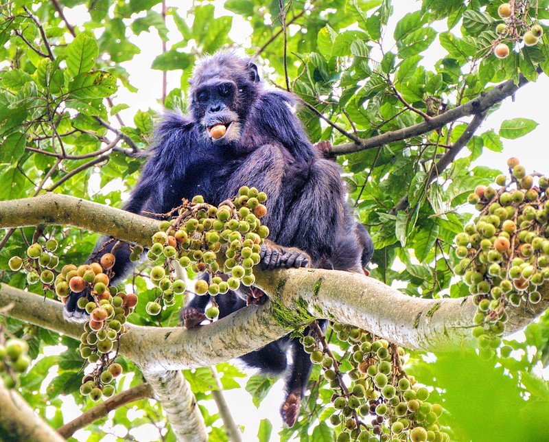Chimpanzee eating a fig in the canopy in Nyungwe, Rwanda