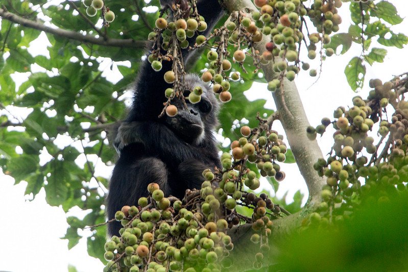 Chimpanzee hanging by one arm among figs in Nyungwe, Rwanda