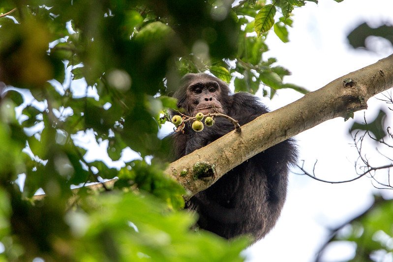 Chimpanzee holding fig sprig looking down in Nyungwe, Rwanda