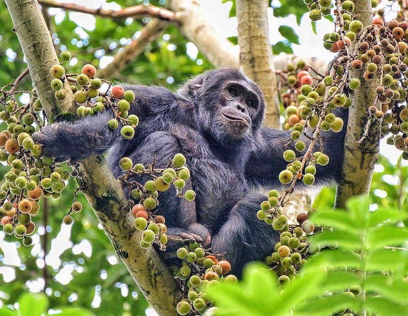 Chimpanzee in tree fork surrounded by figs in Nyungwe, Rwanda
