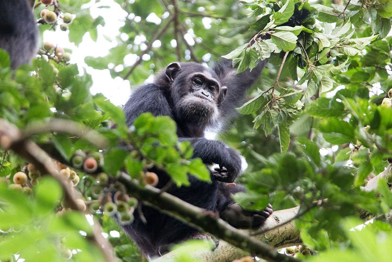 Chimpanzee meeting the camera gaze from a fig tree, Nyungwe Forest