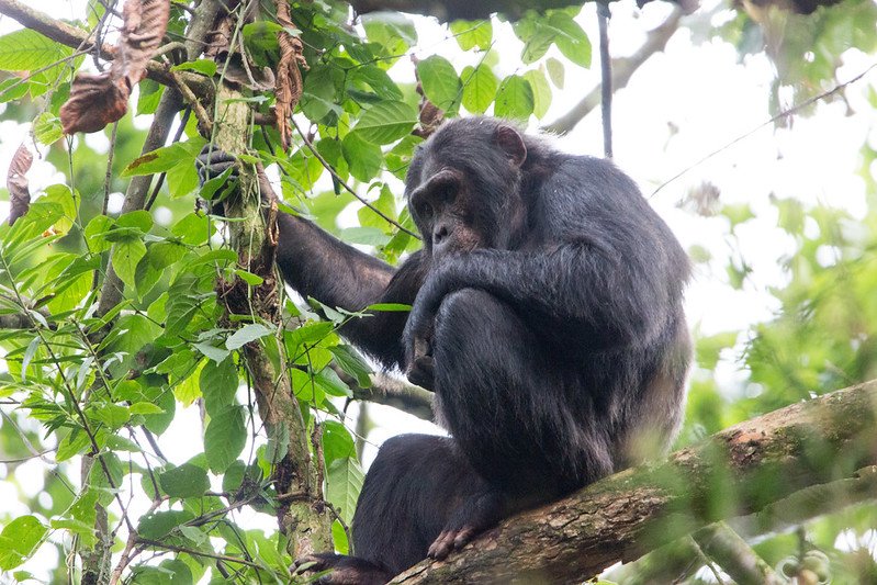 Chimpanzee sitting hunched on a branch in Nyungwe, Rwanda