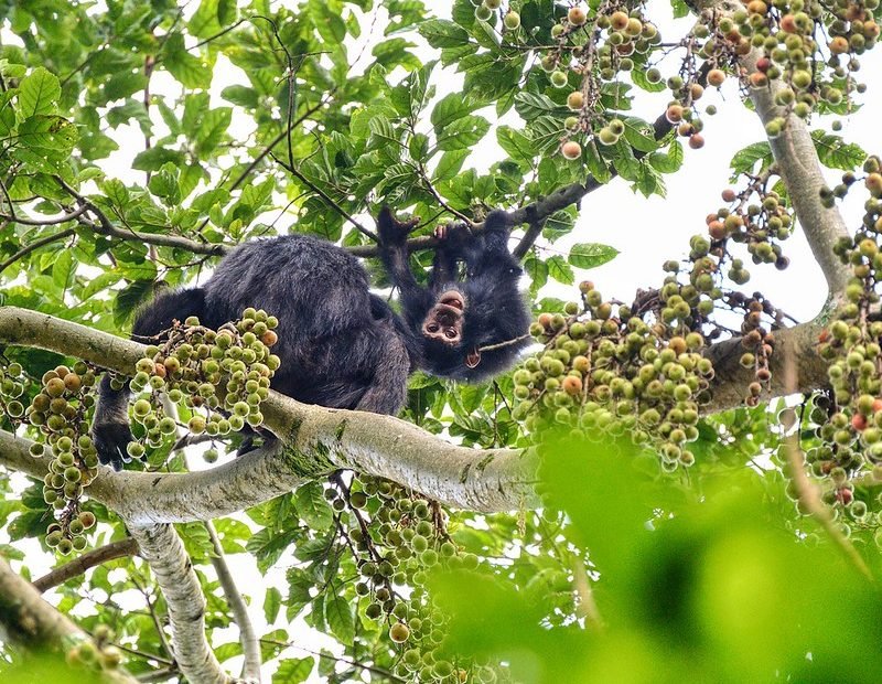 Chimpanzee with infant in fruiting fig tree in Nyungwe, Rwanda