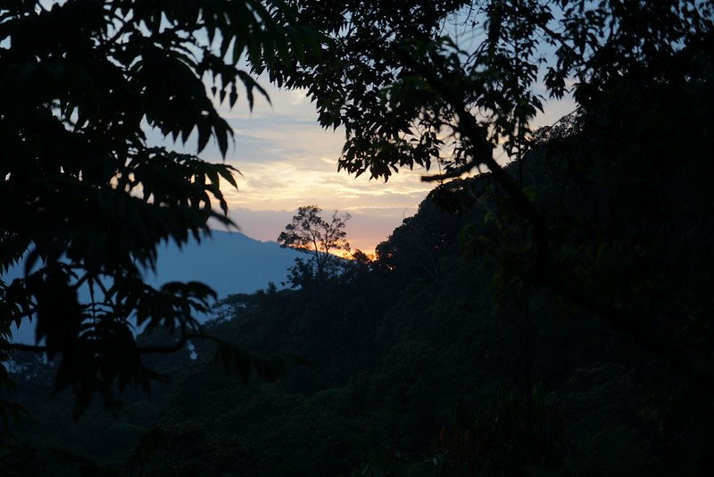 Dawn sky framed by forest silhouettes in Nyungwe, Rwanda