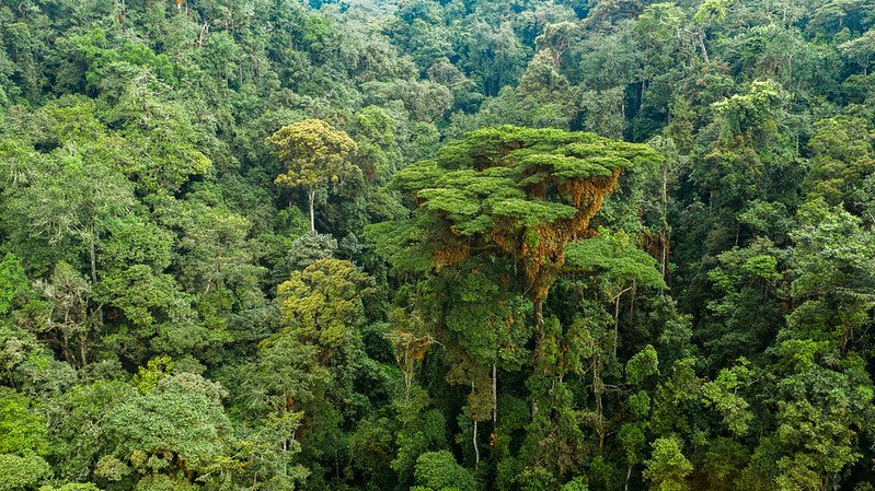 Giant emergent tree in rainforest canopy in Nyungwe, Rwanda